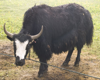 black baldy yak cow in Tibet